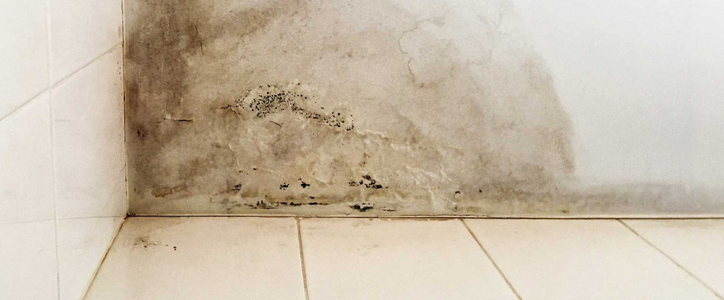 Don't Let Mold Take Over Your Property